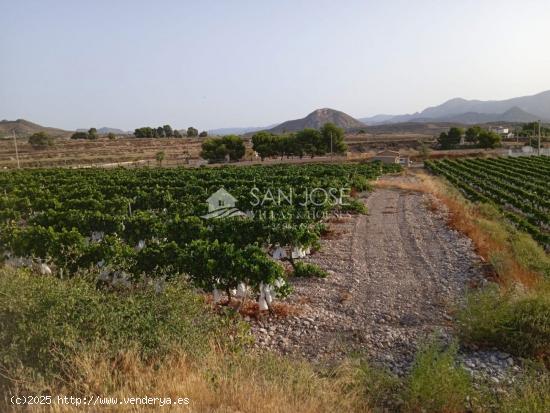 TERRENO RUSTICO CON CASA ALMACEN EN HORNA ALTA ,  NOVELDA - ALICANTE