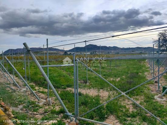 SE VENDEN DOS FINCAS CON PRODUCCION DE UVA EN MONFORTE DEL CID - ALICANTE