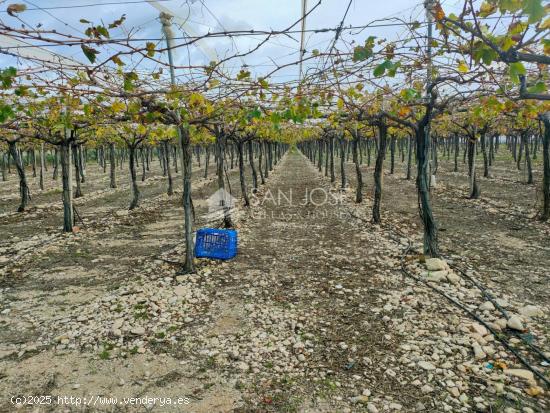 SE VENDE FINCA RUSTICA CON PRODUCCION DE UVA NEGRA EN MONFORTE DEL CID - ALICANTE