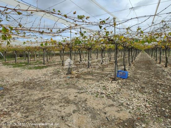 SE VENDE FINCA RUSTICA CON PRODUCCION DE UVA NEGRA EN MONFORTE DEL CID - ALICANTE