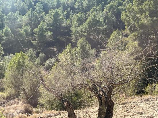 Finca rustica con olivos y almendros en Relleu Torremanzanes - ALICANTE