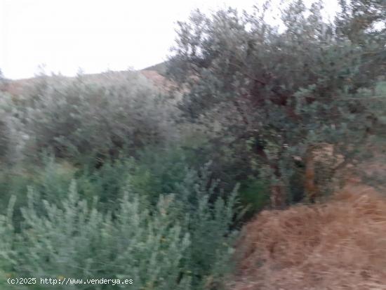 TERRENO AGRARIO EN SERÓN (ALMERÍA). - ALMERIA