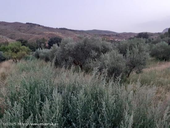 TERRENO AGRARIO EN SERÓN (ALMERÍA). - ALMERIA