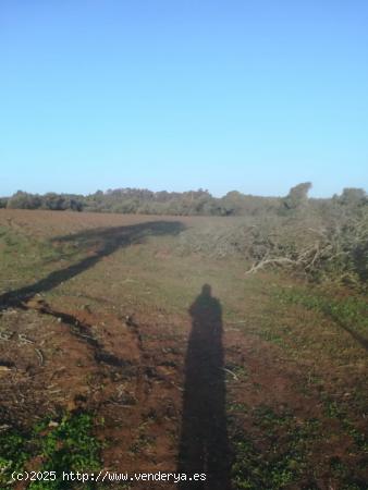 PARCELA RÚSTICA DE 5300 METROS EN LA MUELA - CADIZ