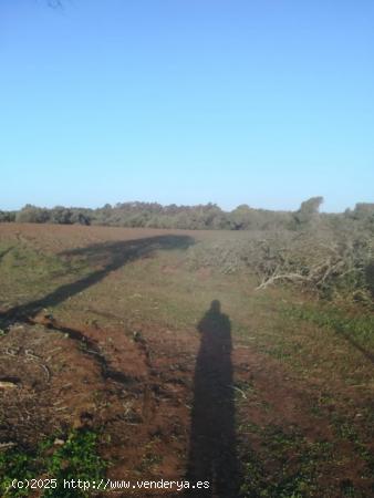 PARCELA RÚSTICA DE 5300 METROS EN LA MUELA - CADIZ