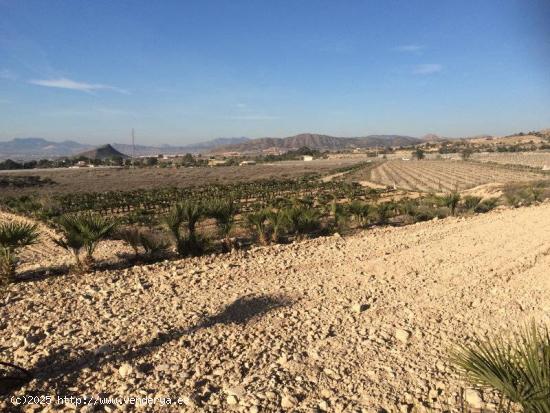  Finca Rústica con cultivo palmeras enanas Agost - ALICANTE 