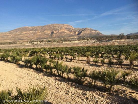 Finca Rústica con cultivo palmeras enanas Agost - ALICANTE