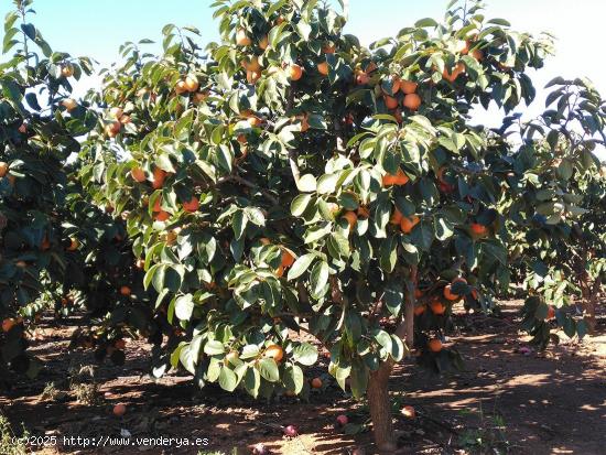  VENTA CAMPO DE CAQUIS BENIFAIO - VALENCIA 