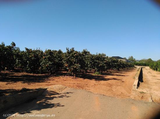 VENTA CAMPO DE CAQUIS BENIFAIO - VALENCIA