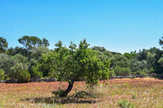 Rústica a reformar íntegramente en Pina, Mallorca - BALEARES