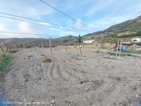 Finca rustica por la zona de castala en Berja - ALMERIA