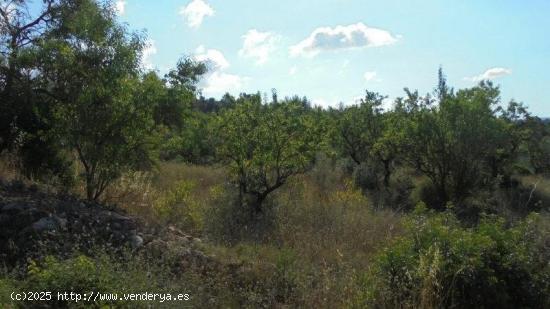 FINCA RÚSTICA EN ELS GUIAMETS - TARRAGONA