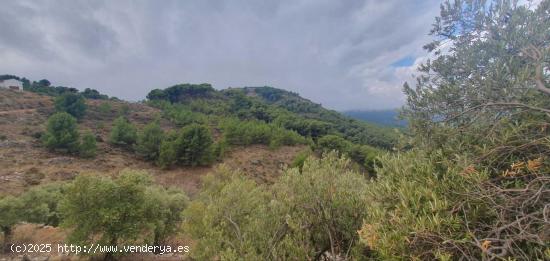 FINCA RÚSTICA - MALAGA