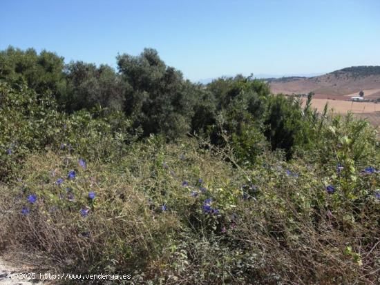 ESTUPENDA PARCELA RÚSTICA EN SANTA LUCÍA - CADIZ