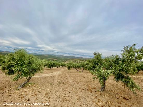 Fincas de Olivos en producción - JAEN