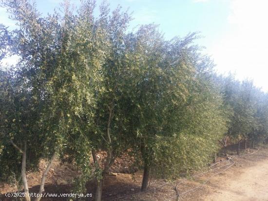 GRAN OLIVAR EN BELMEZ - CORDOBA