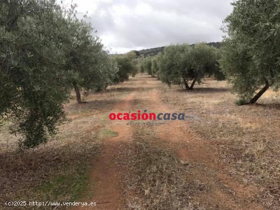 OLIVAR A LA VENTA EN BELMEZ - CORDOBA