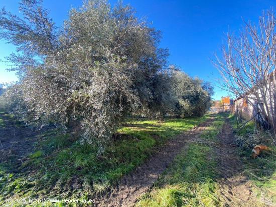 GRAN FINCA EN ZONA ENCINAREJO - CÓRDOBA - CORDOBA