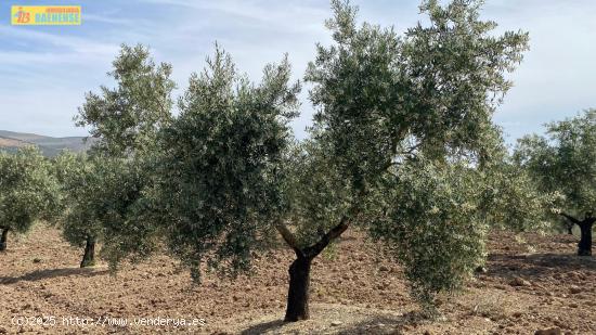 Olivar intensivo en plena producción - CORDOBA