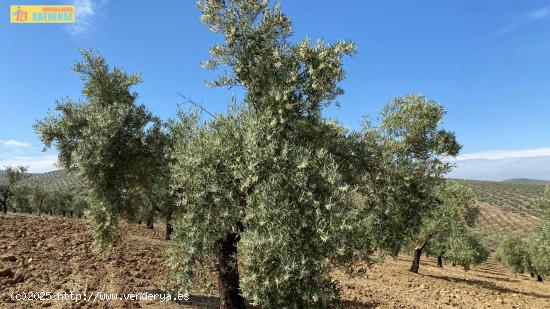 Olivar intensivo en plena producción - CORDOBA