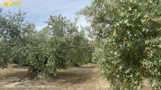 Finca de olivar en buena ubicación - CORDOBA