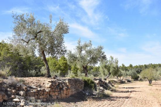 Finca con cultivo de olivos en Arens de Lledó - TERUEL