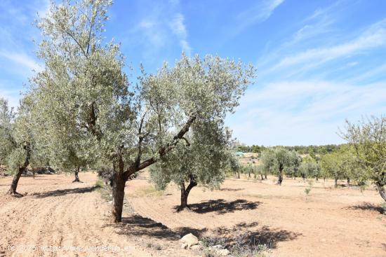 Finca con cultivo de olivos en Arens de Lledó - TERUEL