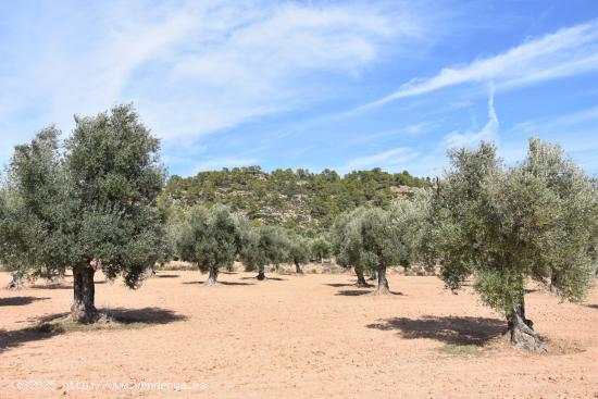 Finca con maset en Mazaleón - TERUEL