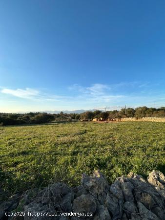 FINCA RÚSTICA EN SINEU - BALEARES