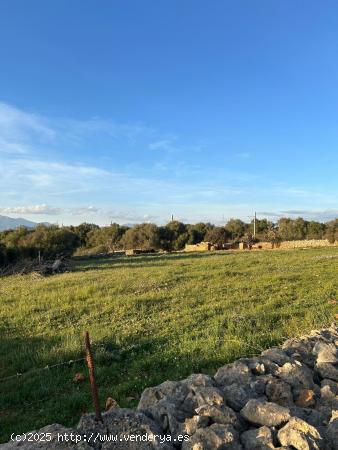 FINCA RÚSTICA EN SINEU - BALEARES