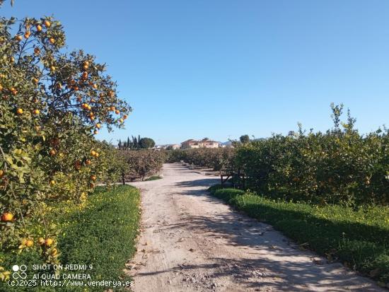  parcela rústica en huerta de Alquerías - MURCIA 