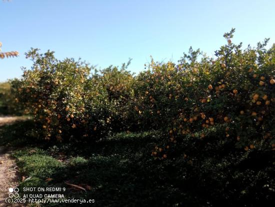 parcela rústica en huerta de Alquerías - MURCIA