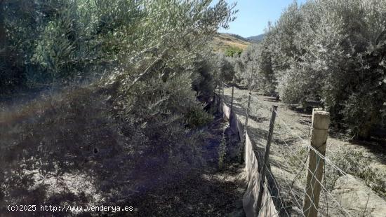 FINCA RÚSTICA EN TÍJOLA ( ALMERÍA ).de 2000  metros terreno y 20 metros   nave - ALMERIA