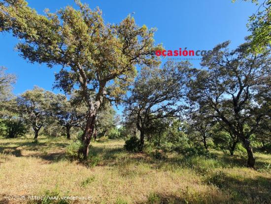 FINCA DE OLIVOS-ENCINAS CON VIVIENDA Y ABUNDANTE AGUA - CORDOBA