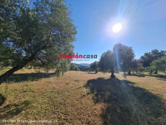 FINCA DE OLIVOS-ENCINAS CON VIVIENDA Y ABUNDANTE AGUA - CORDOBA