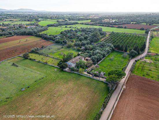  Magnifica finca rústica en la zona de Porreres. - BALEARES 