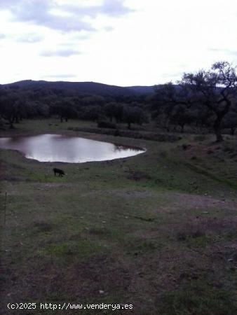 DEHESA 160 Has, GANADERA SIERRA DE HUELVA - HUELVA