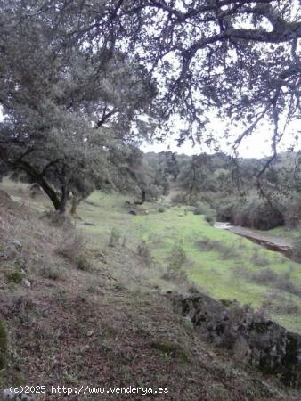 DEHESA 160 Has, GANADERA SIERRA DE HUELVA - HUELVA