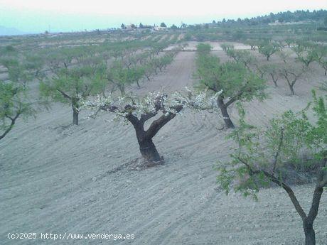 Se Vende en Bullas - MURCIA