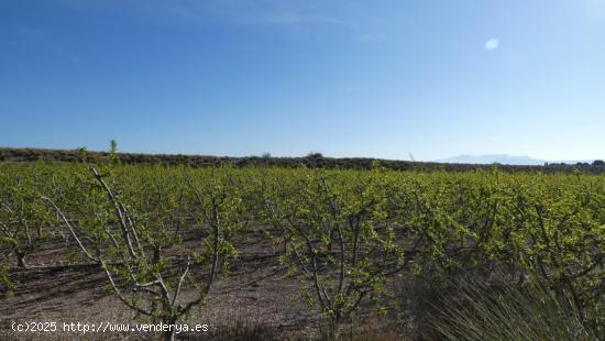 ++oportunidad finca rustica a la venta en cieza++ 88 tahullas - MURCIA