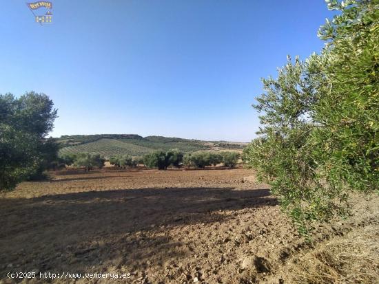  VENTA DE FINCA RUSTICA EN CARRETERA ARCOS-ALGAR - CADIZ 