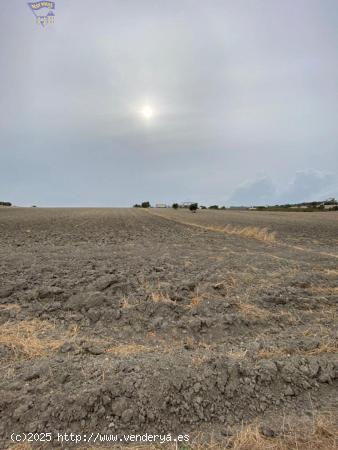  PARCELA DE SECANO - CADIZ 