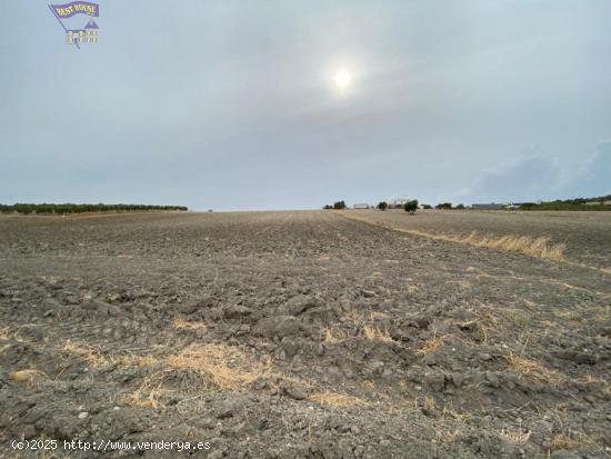 PARCELA DE SECANO - CADIZ