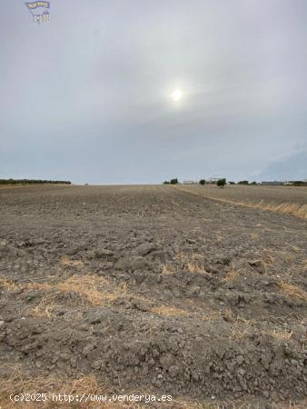 PARCELA DE SECANO - CADIZ