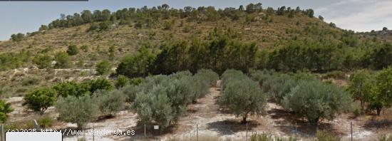 SE VENDE TERRENO CON OLIVERAS CARRETERA DE MULA - MURCIA