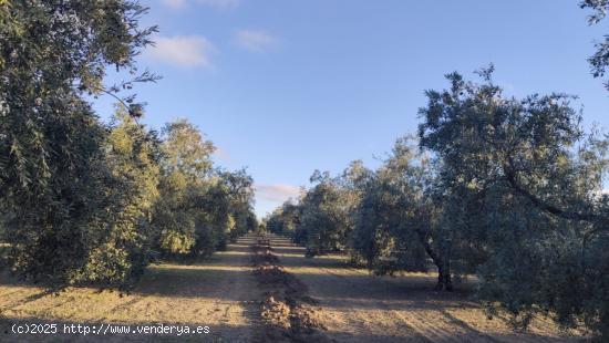 Muy buen olivar intensivo - CORDOBA