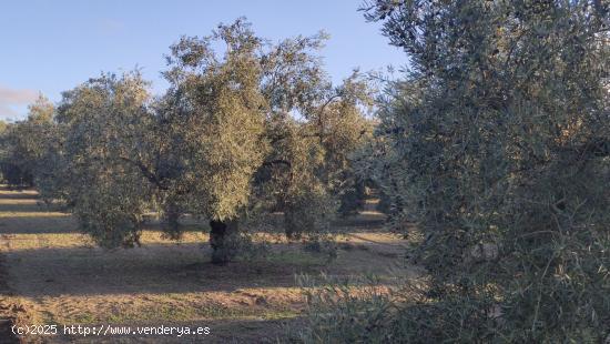 Muy buen olivar intensivo - CORDOBA