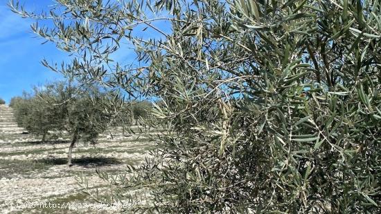 Finca de olivar intensivo con muy buen acceso - CORDOBA