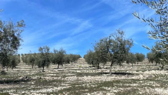 Finca de olivar intensivo con muy buen acceso - CORDOBA