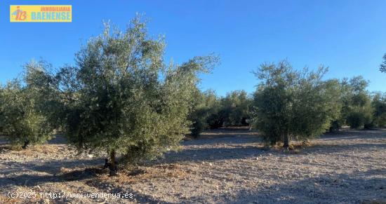 Olivar intensivo en buena ubicación - CORDOBA